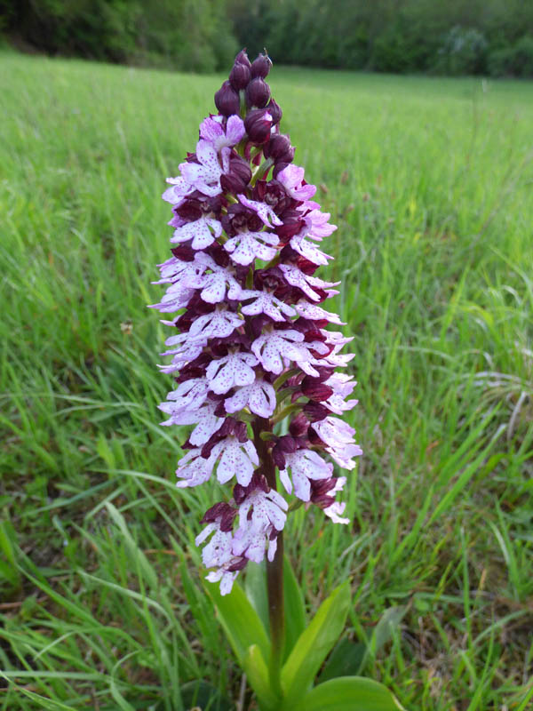 Orchis purpurea